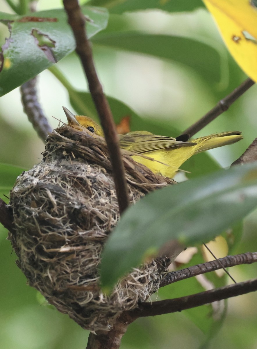 gulparula (erithachorides gr.) (mangroveparula) - ML620716133