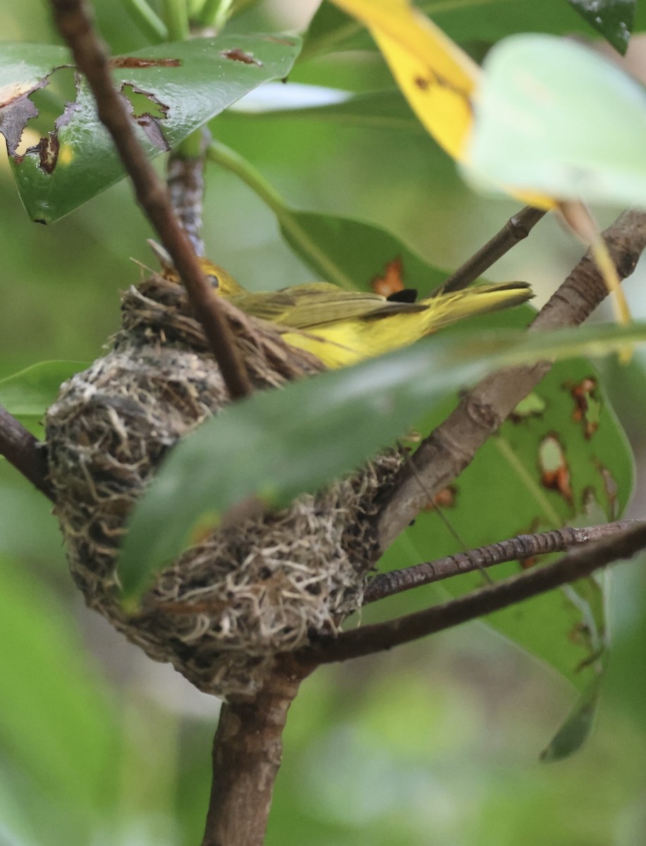 gulparula (erithachorides gr.) (mangroveparula) - ML620716134