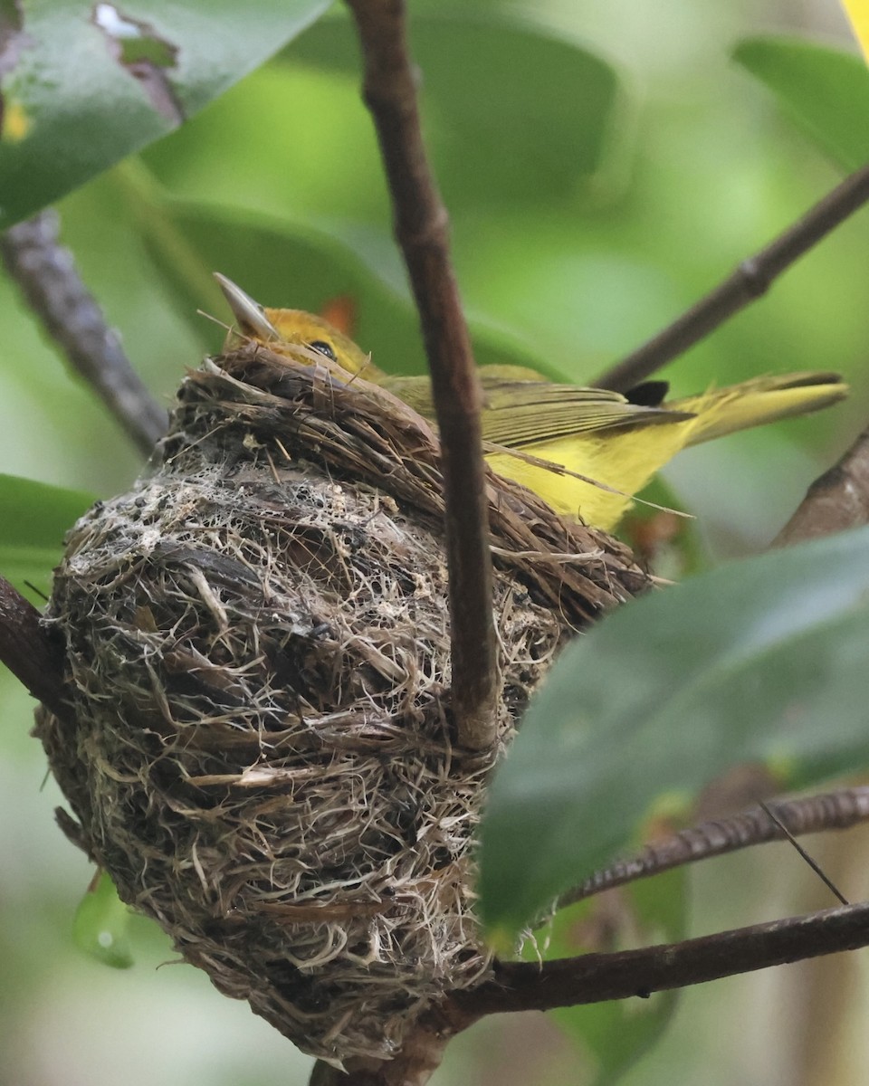 gulparula (erithachorides gr.) (mangroveparula) - ML620716135