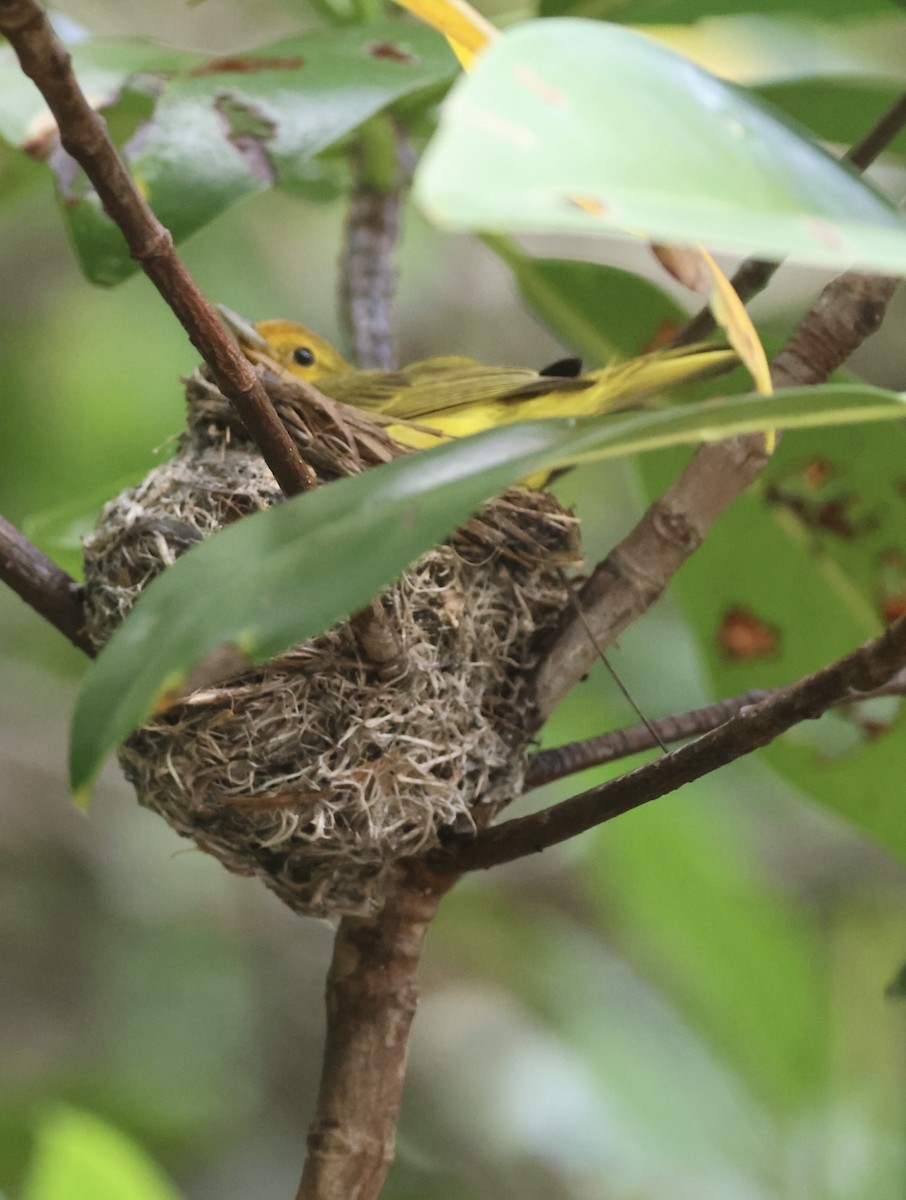 gulparula (erithachorides gr.) (mangroveparula) - ML620716136