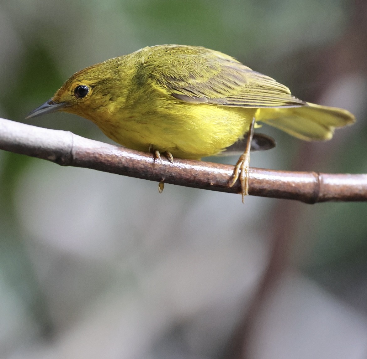 Goldwaldsänger [erithachorides-Gruppe] - ML620716138