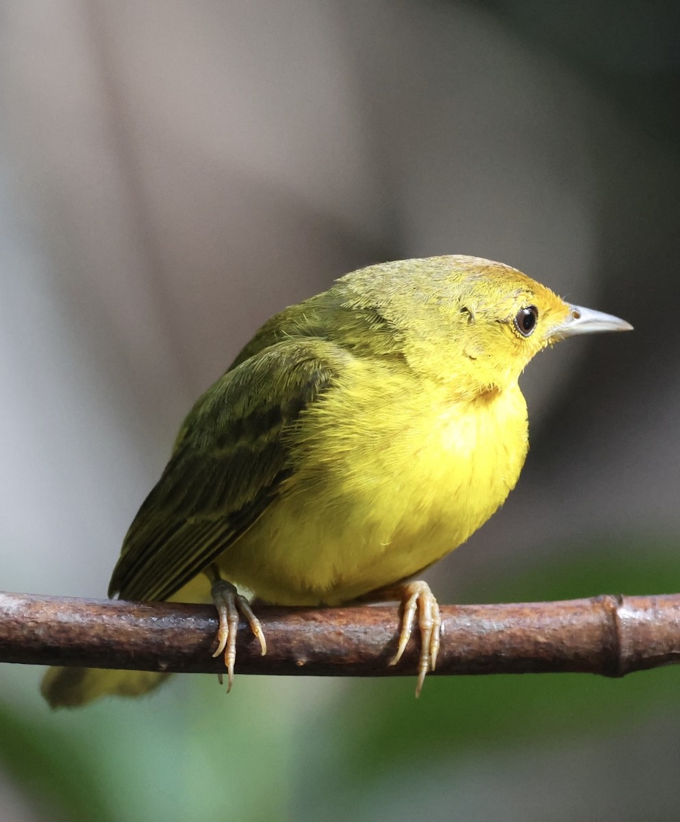 gulparula (erithachorides gr.) (mangroveparula) - ML620716139