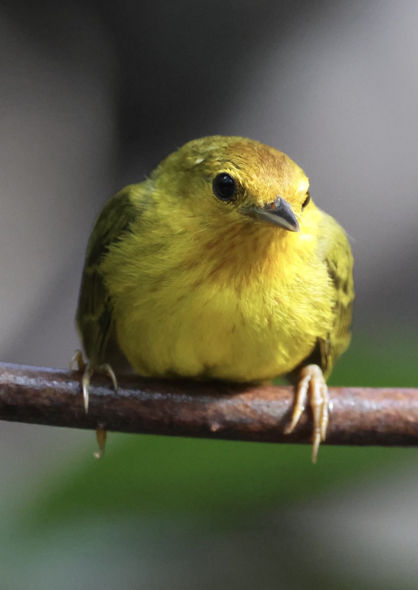 gulparula (erithachorides gr.) (mangroveparula) - ML620716140