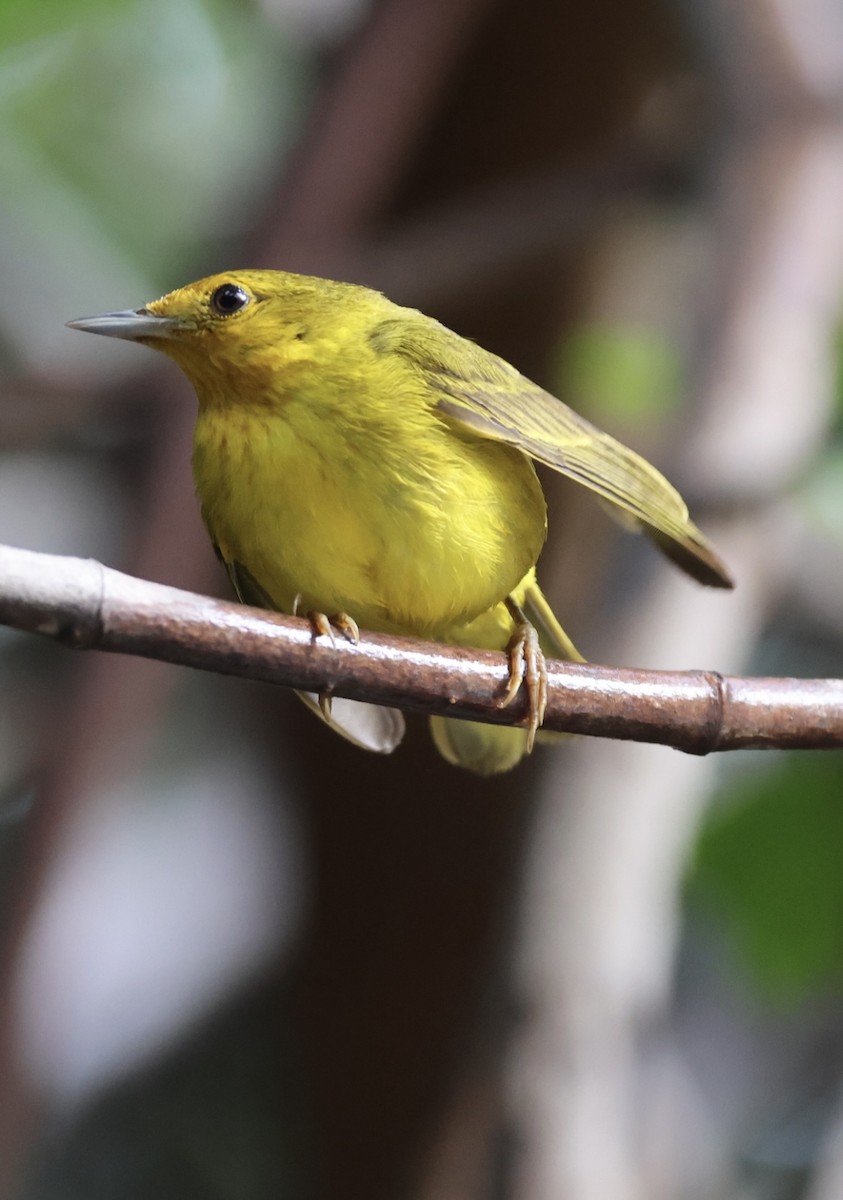 gulparula (erithachorides gr.) (mangroveparula) - ML620716141