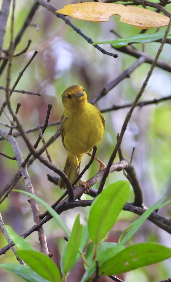 Goldwaldsänger [erithachorides-Gruppe] - ML620716142