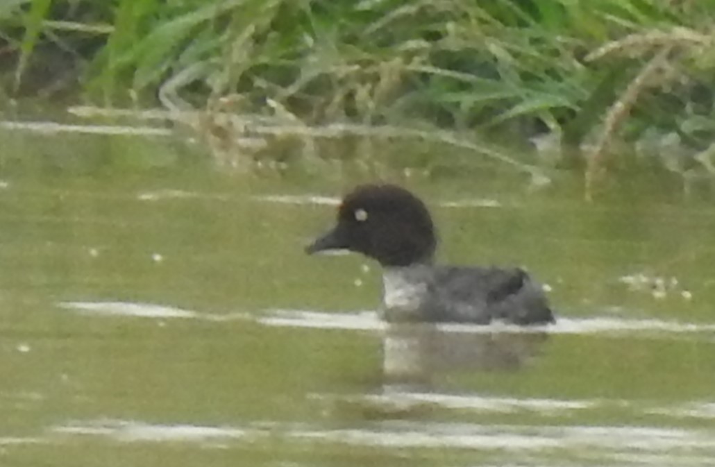 Common Goldeneye - ML620716143