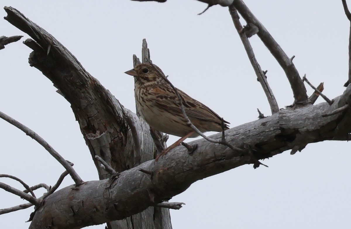 Vesper Sparrow - ML620716144