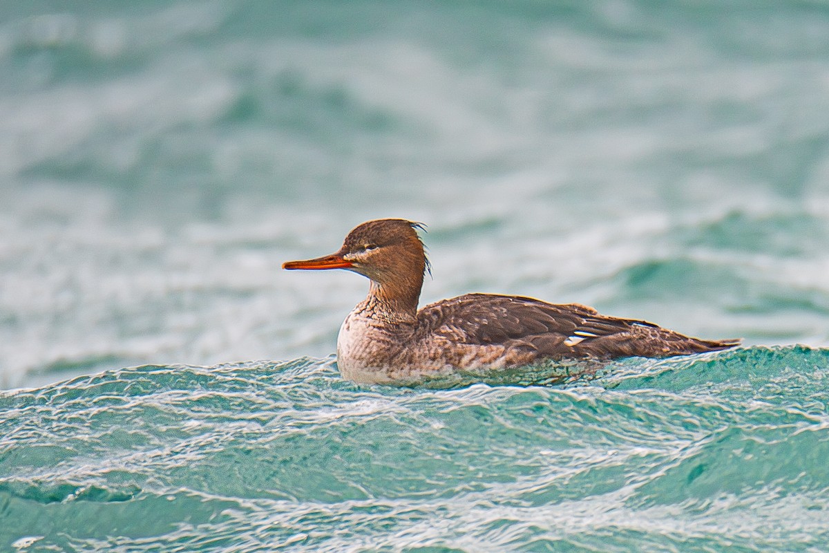 Red-breasted Merganser - ML620716146