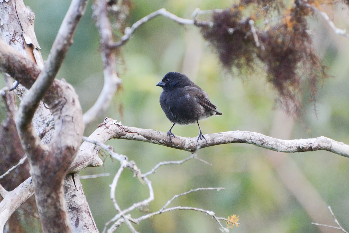 Small Ground-Finch - ML620716147