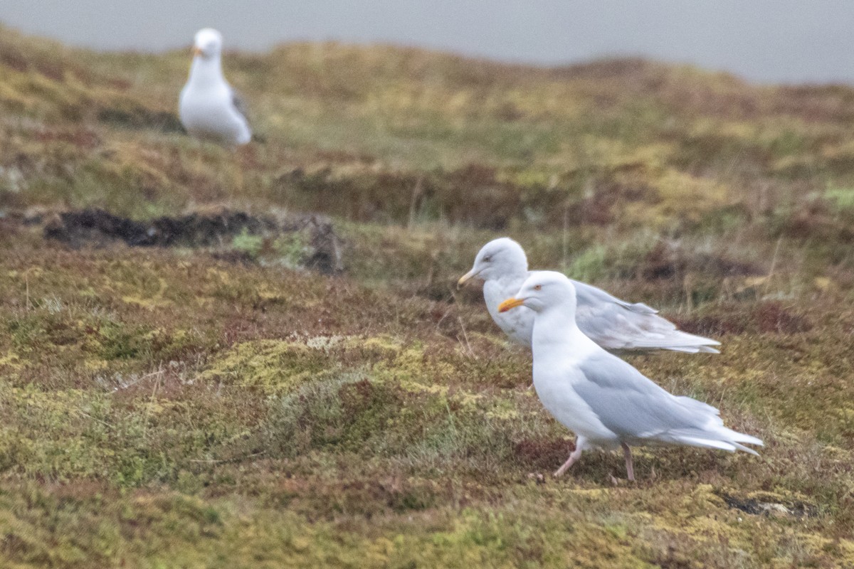 Glaucous Gull - ML620716148