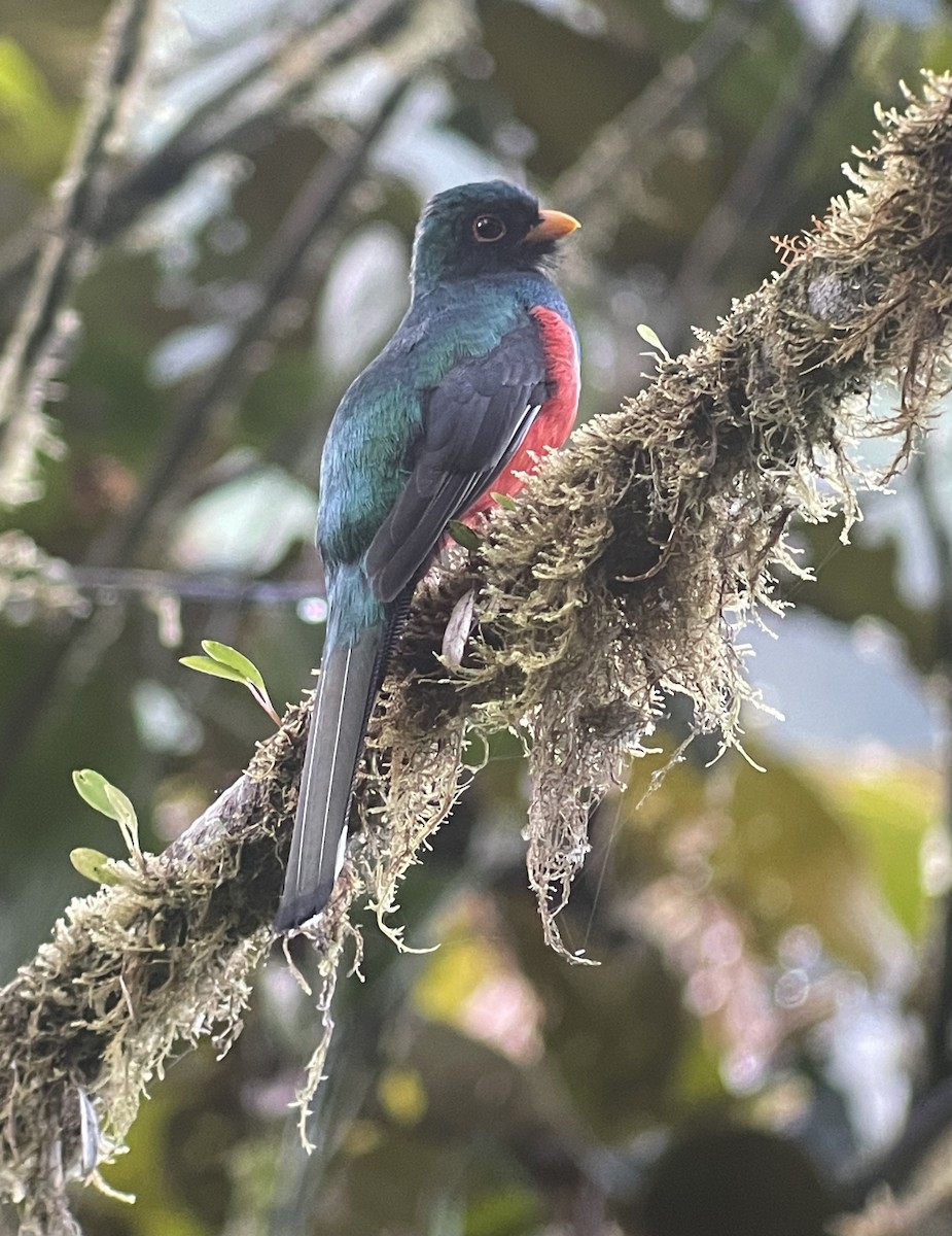 Masked Trogon - ML620716149