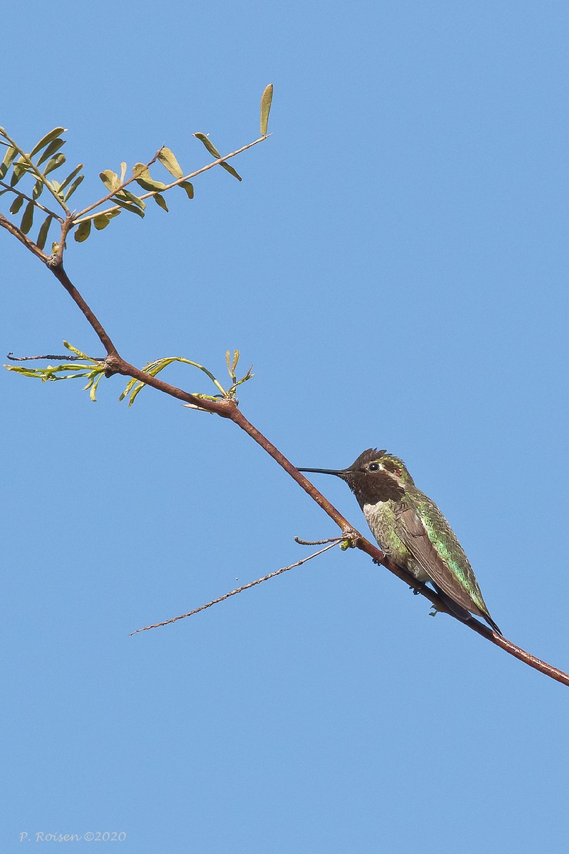 Anna's Hummingbird - ML620716150