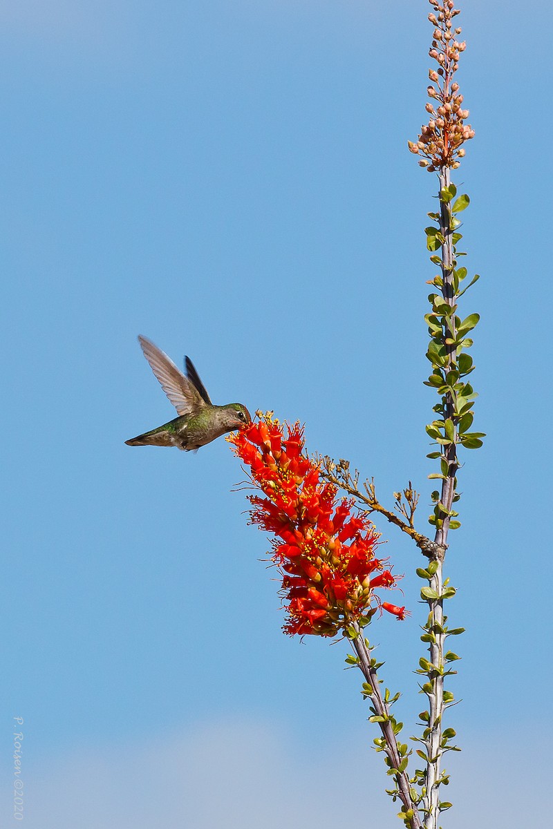 Anna's Hummingbird - ML620716151