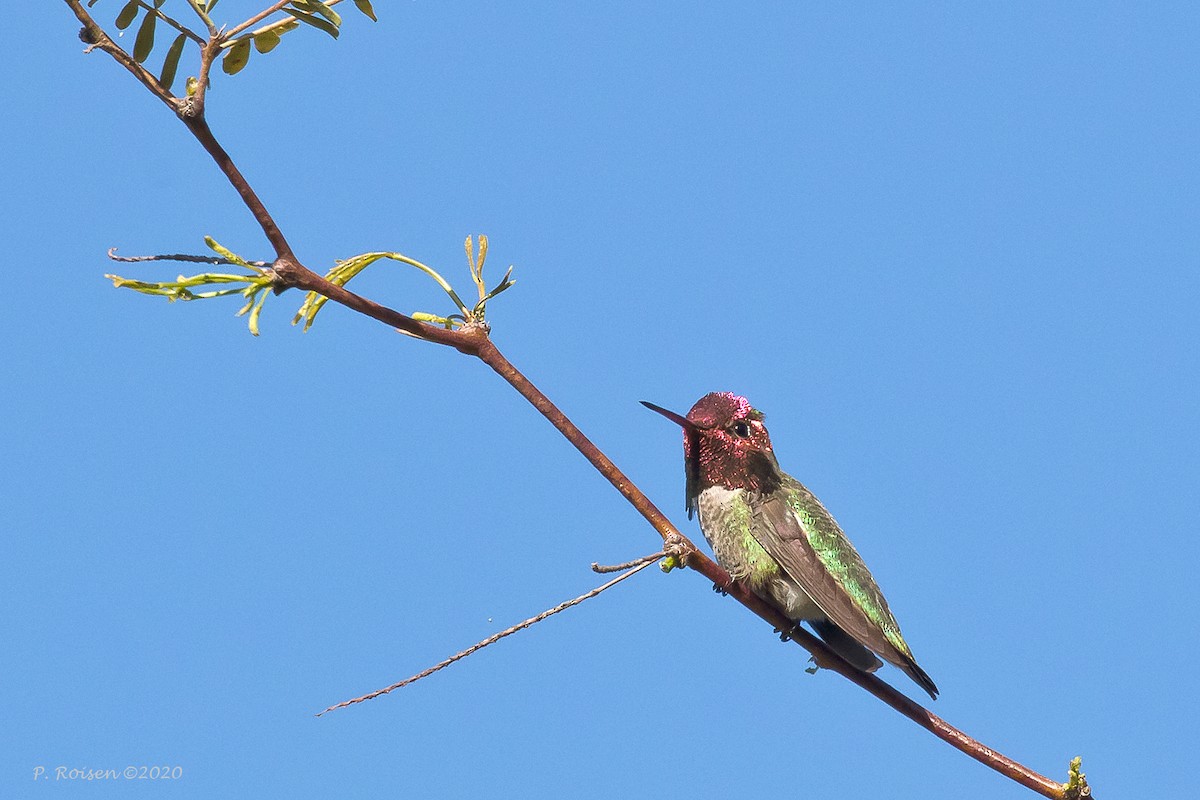 Anna's Hummingbird - ML620716152