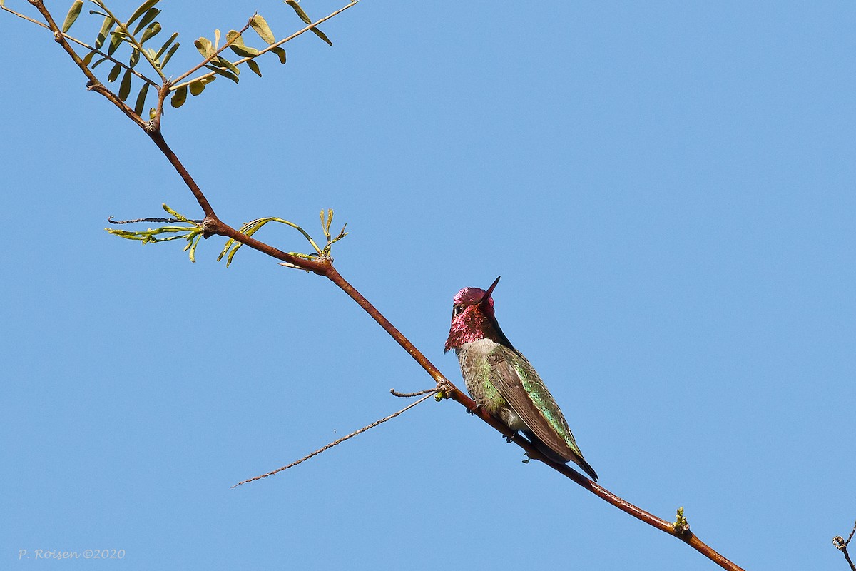 Colibrí de Anna - ML620716153