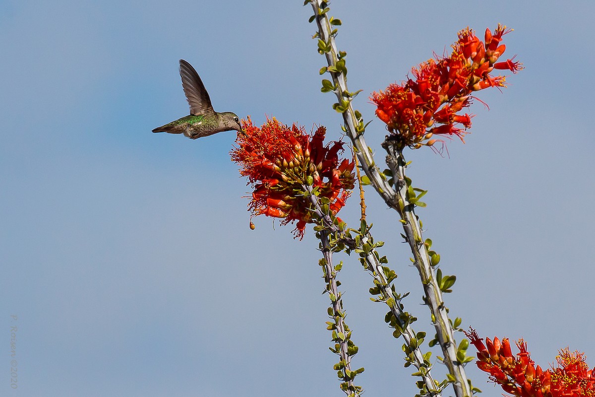 Anna's Hummingbird - ML620716154