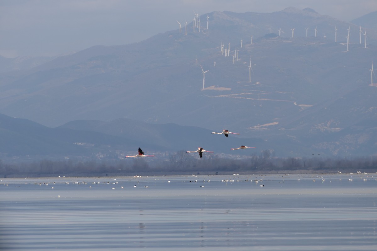 Greater Flamingo - Liliya Markova