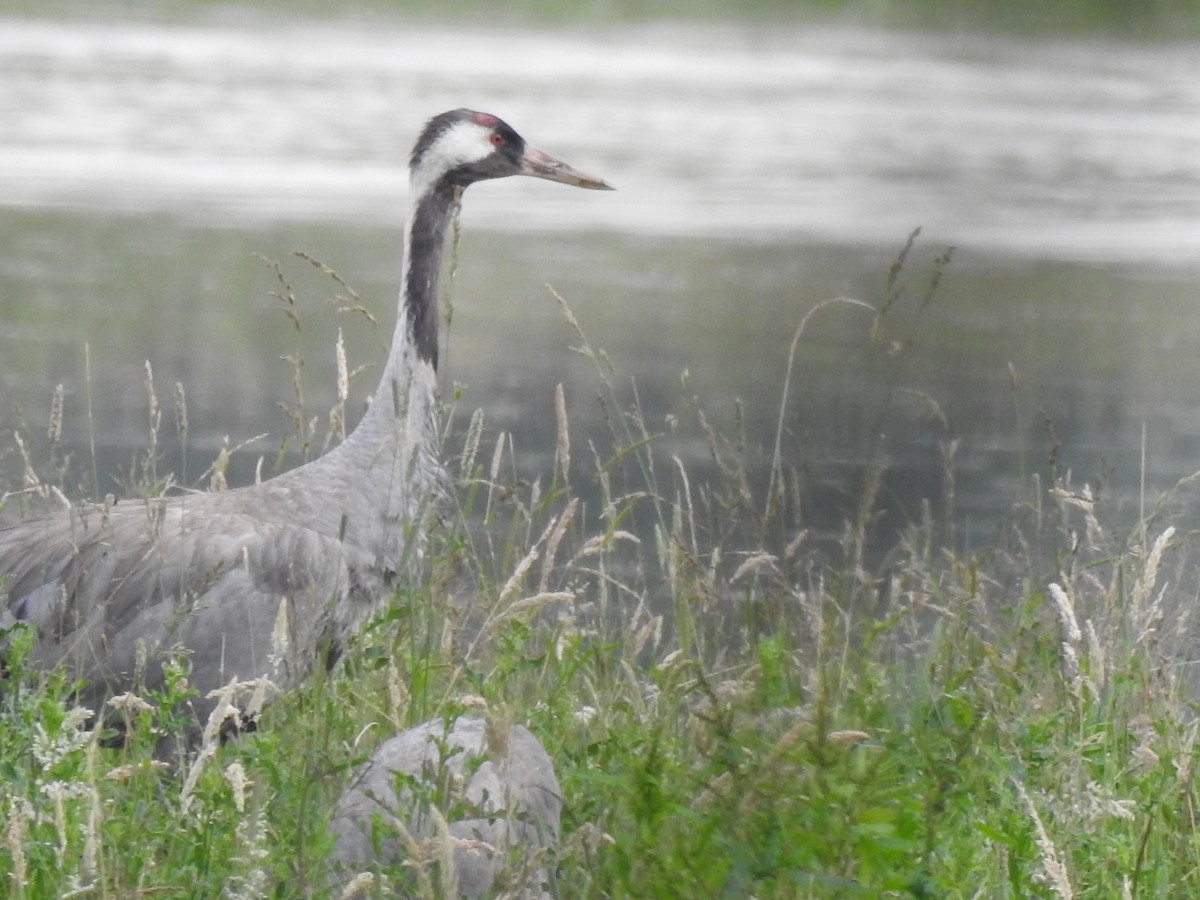 Common Crane - ML620716156