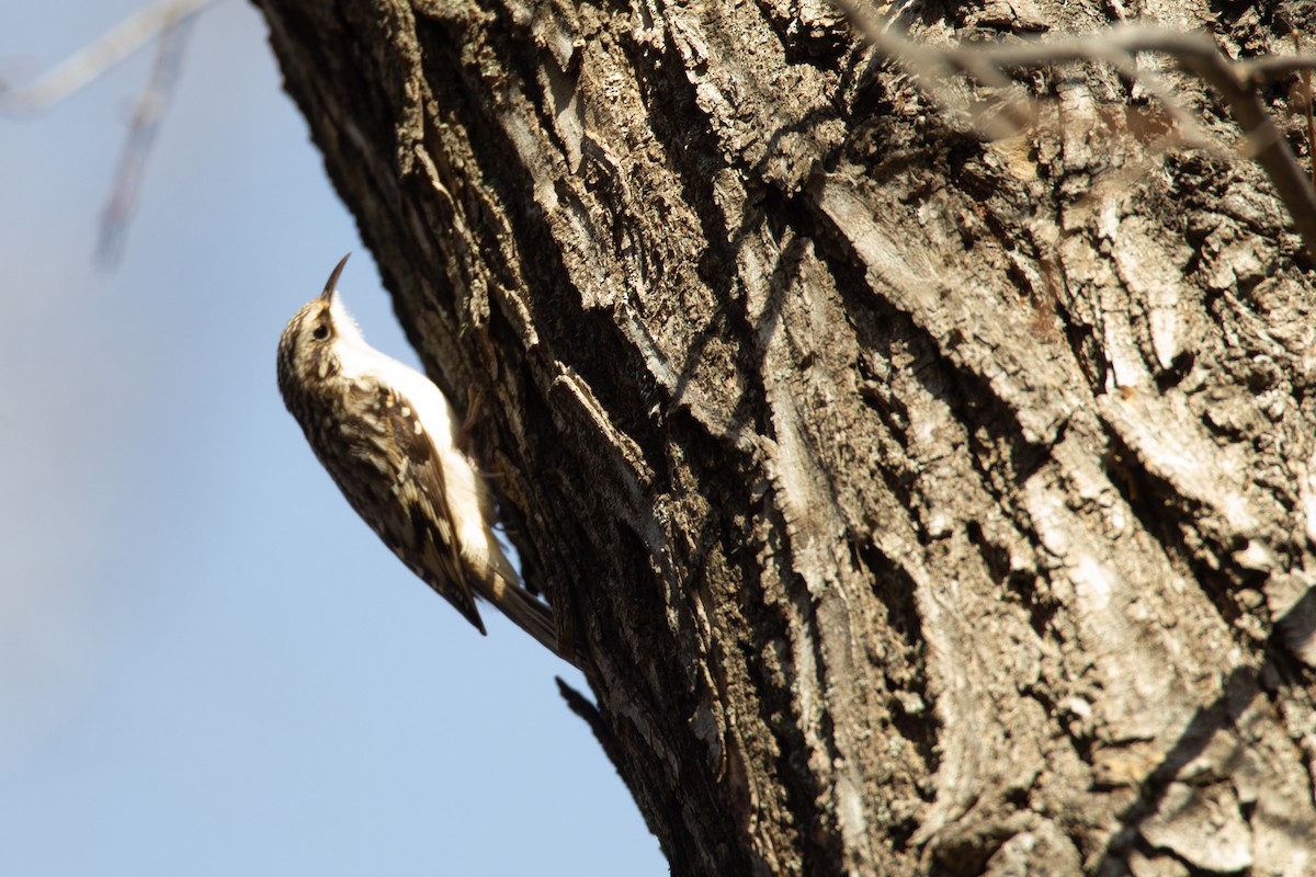 Brown Creeper (americana/nigrescens) - ML620716158