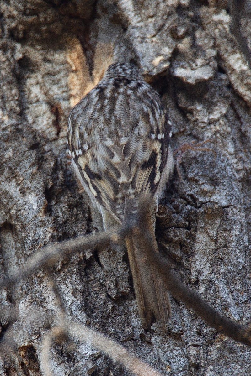 Brown Creeper - ML620716160