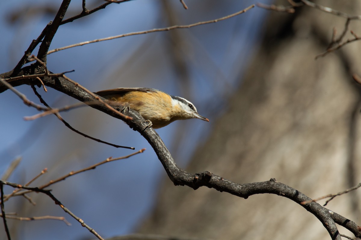 Red-breasted Nuthatch - ML620716164