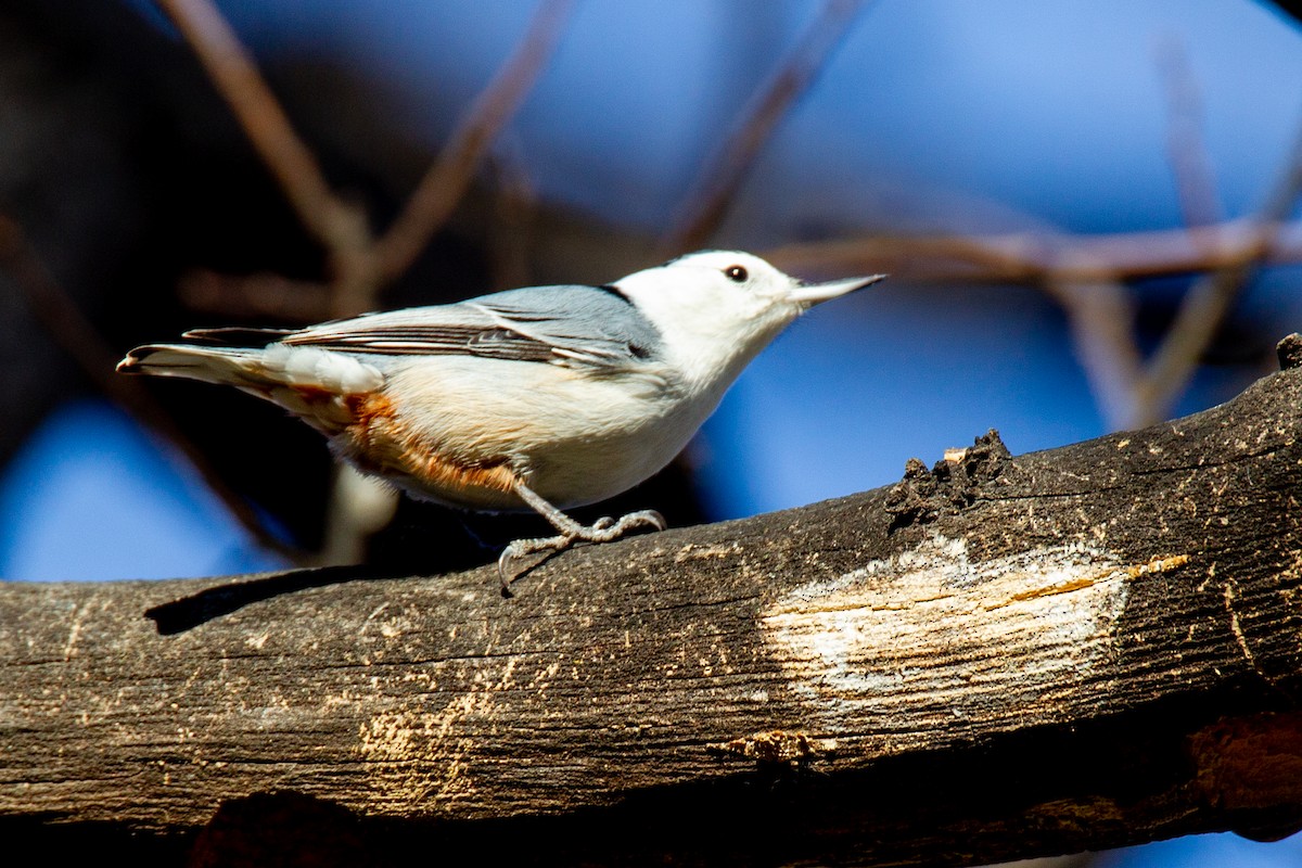 Beyaz Göğüslü Sıvacı (carolinensis) - ML620716171