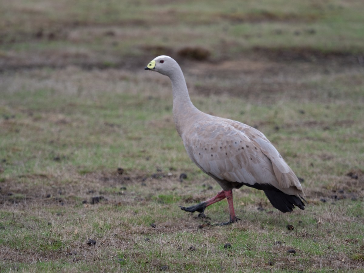 Cape Barren Goose - ML620716173