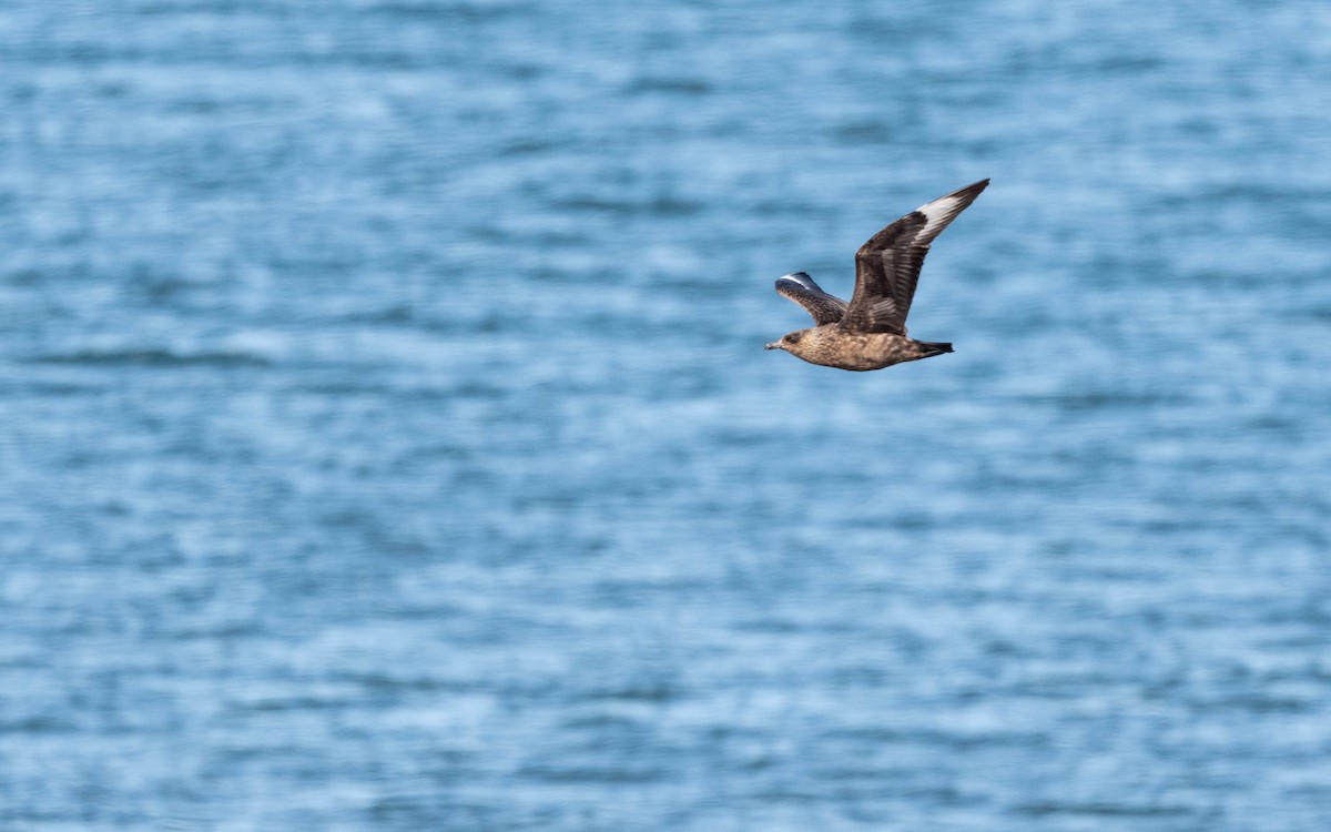 Great Skua - ML620716174