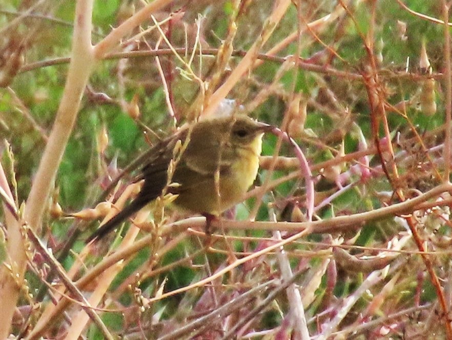 Orange-crowned Warbler - ML620716175