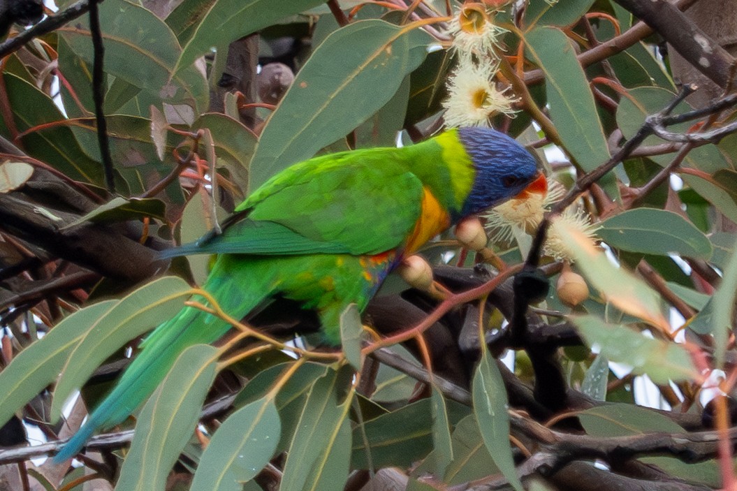 Rainbow Lorikeet - ML620716179