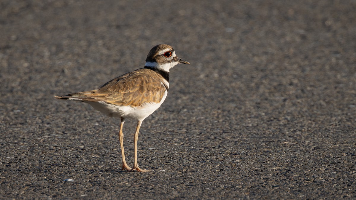 Killdeer - ML620716180