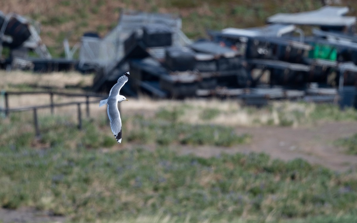 Common Gull (European) - ML620716182