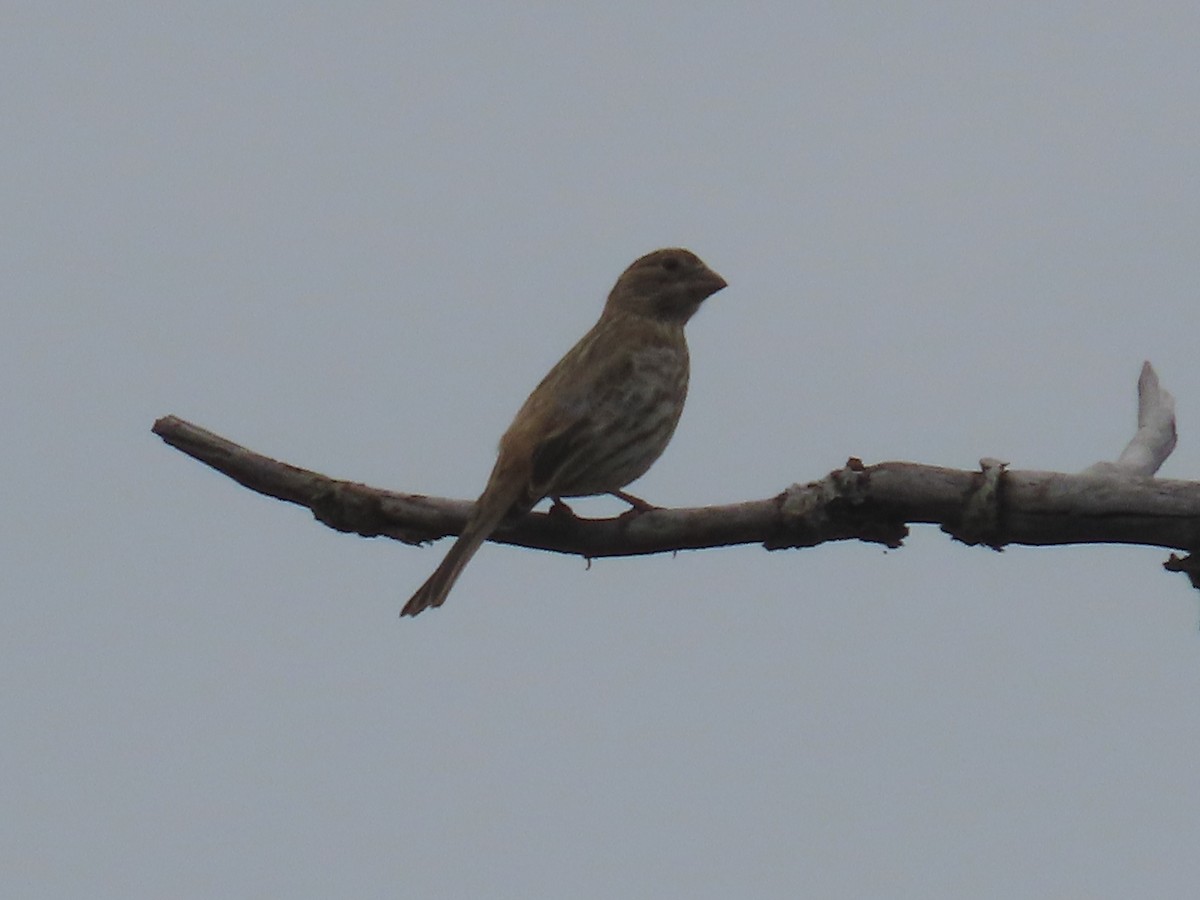 House Finch - ML620716189