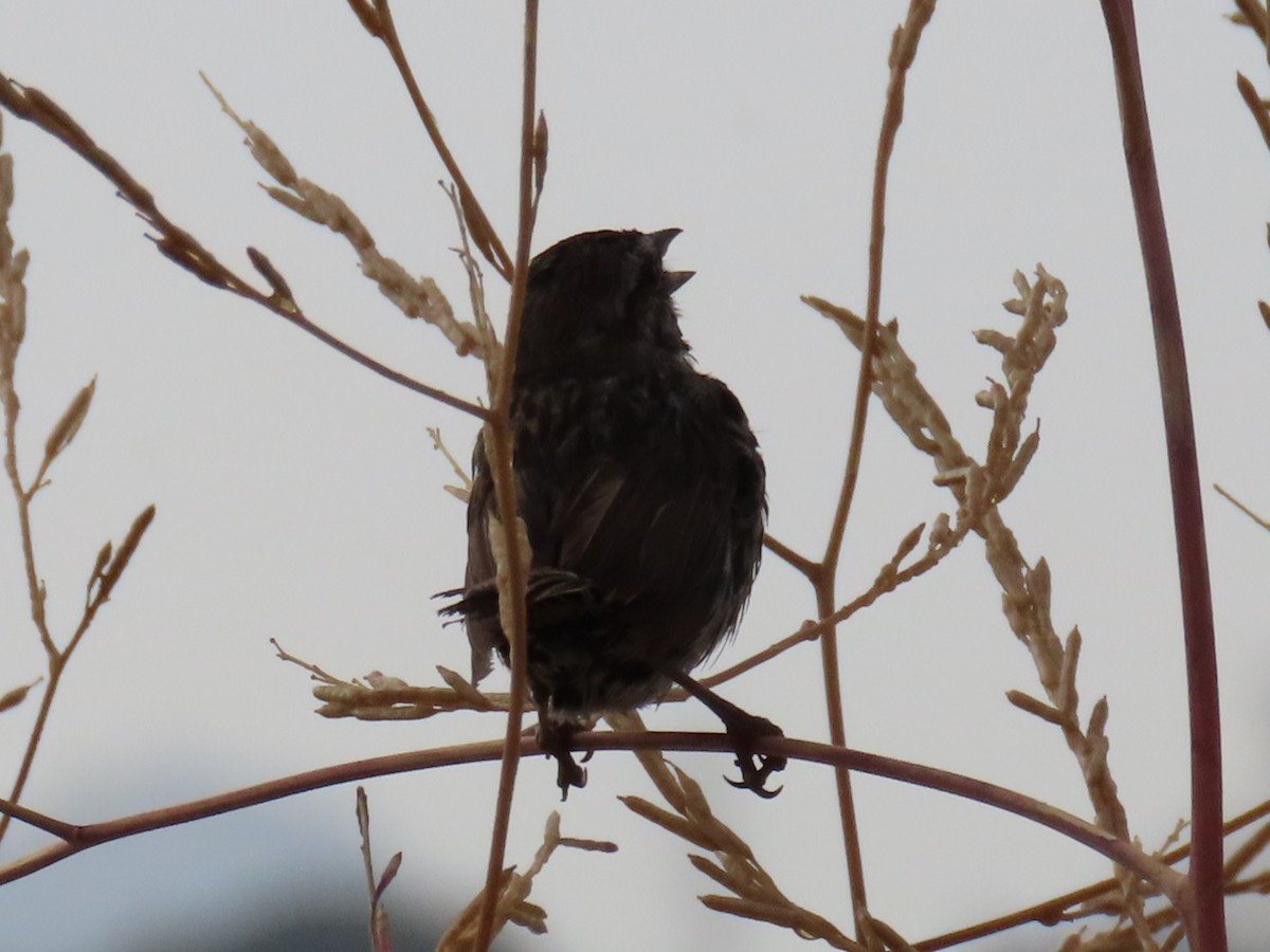 Song Sparrow - ML620716190