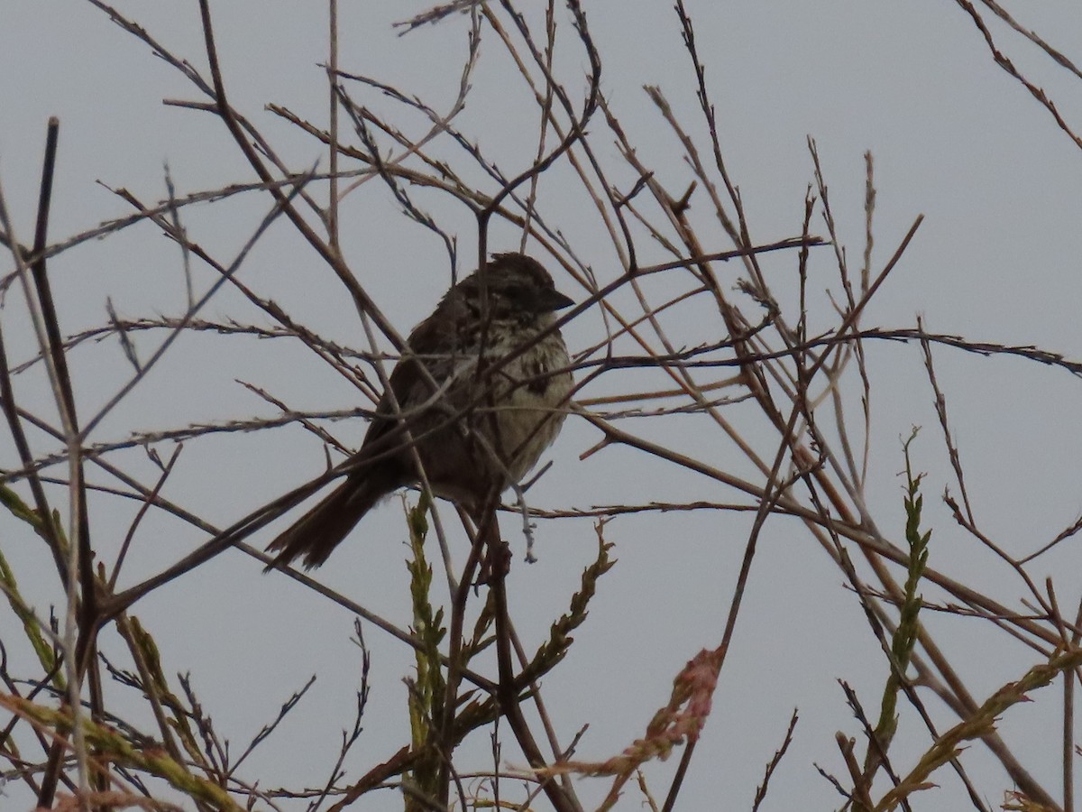 Song Sparrow - ML620716191