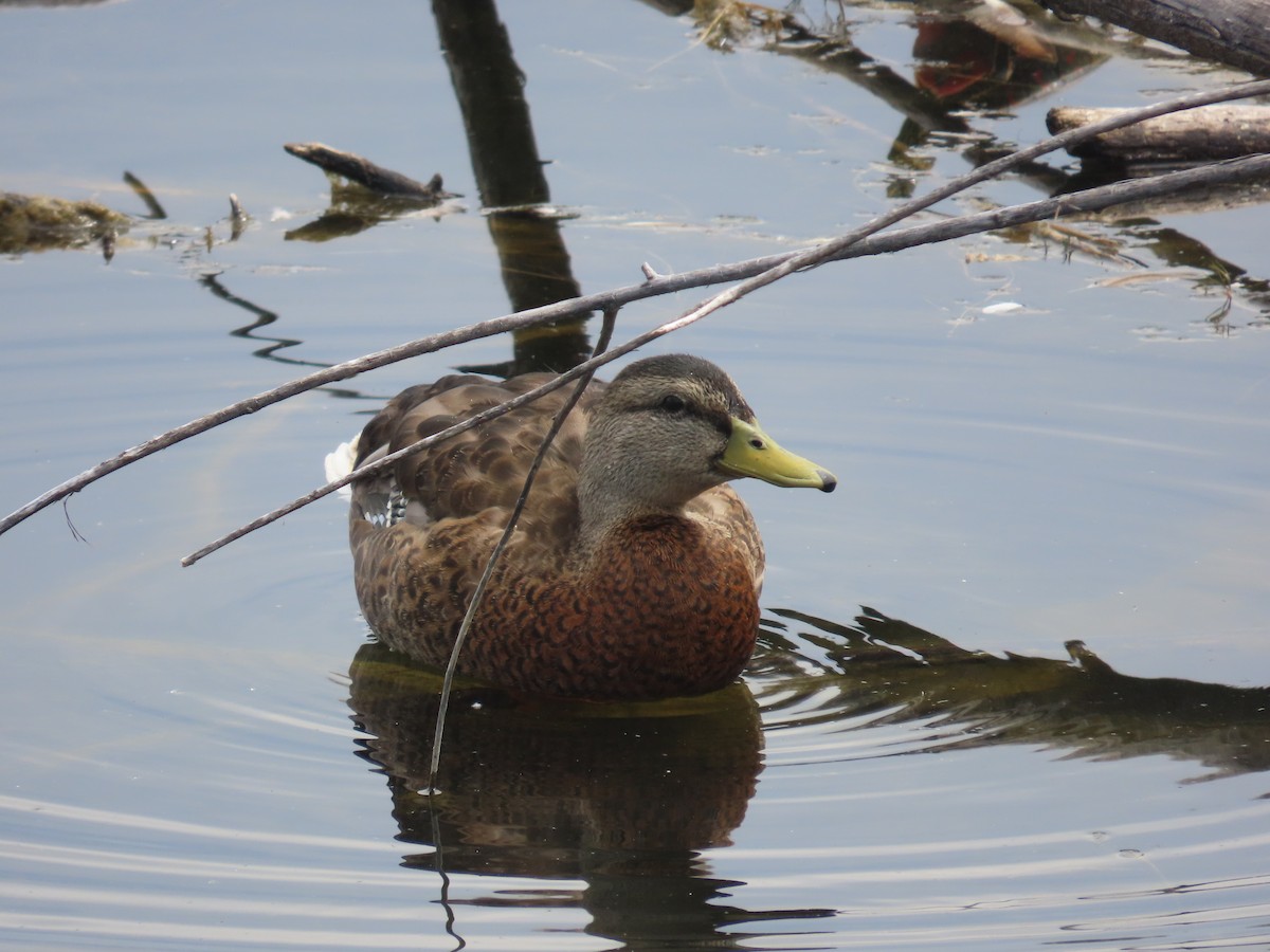 Mallard - Mabel Bredahl