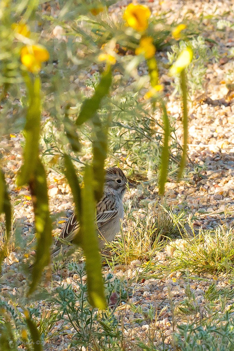 Brewer's Sparrow - ML620716195