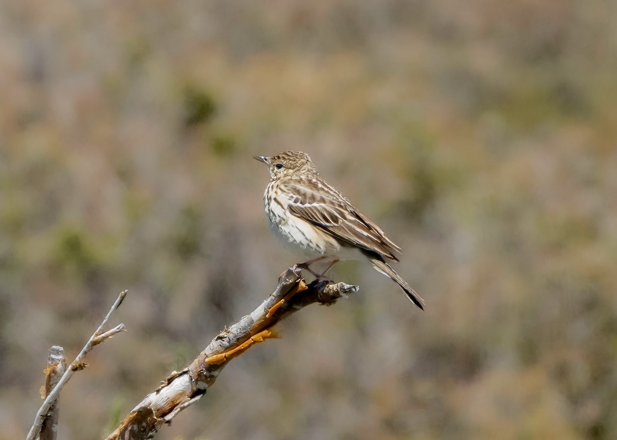 Tree Pipit - ML620716196