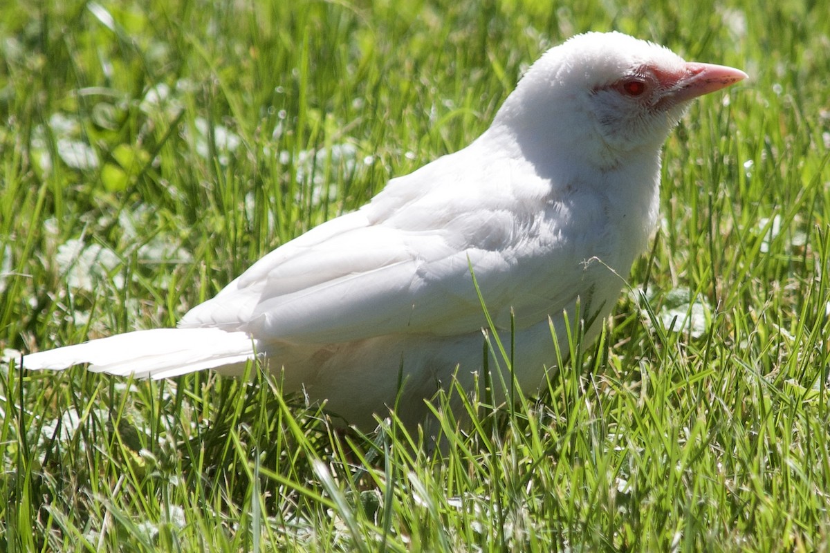 Icteridae sp. - ML620716198