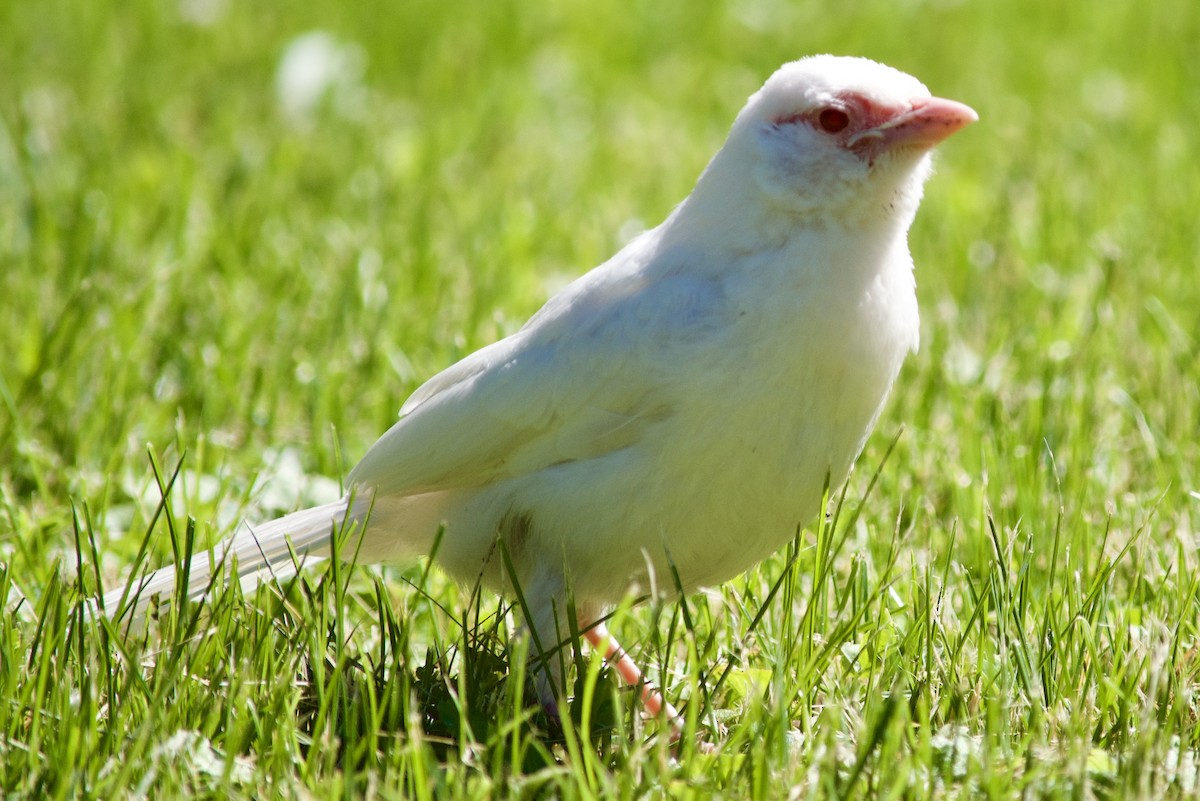 Icteridae sp. - ML620716199