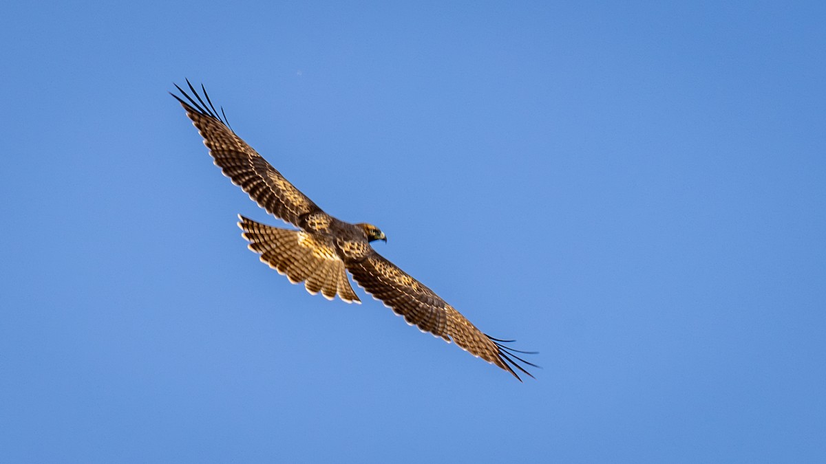Red-tailed Hawk - ML620716203
