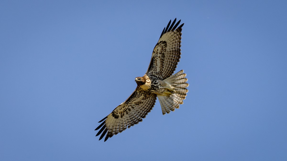 Red-tailed Hawk - ML620716204