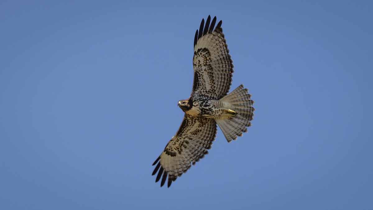 Red-tailed Hawk - ML620716206