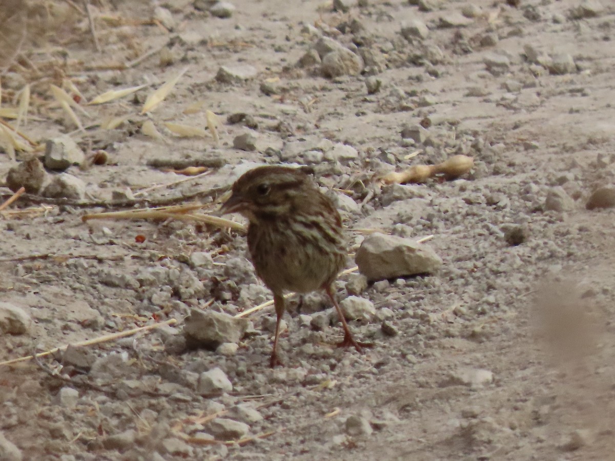 Savannah Sparrow - ML620716208