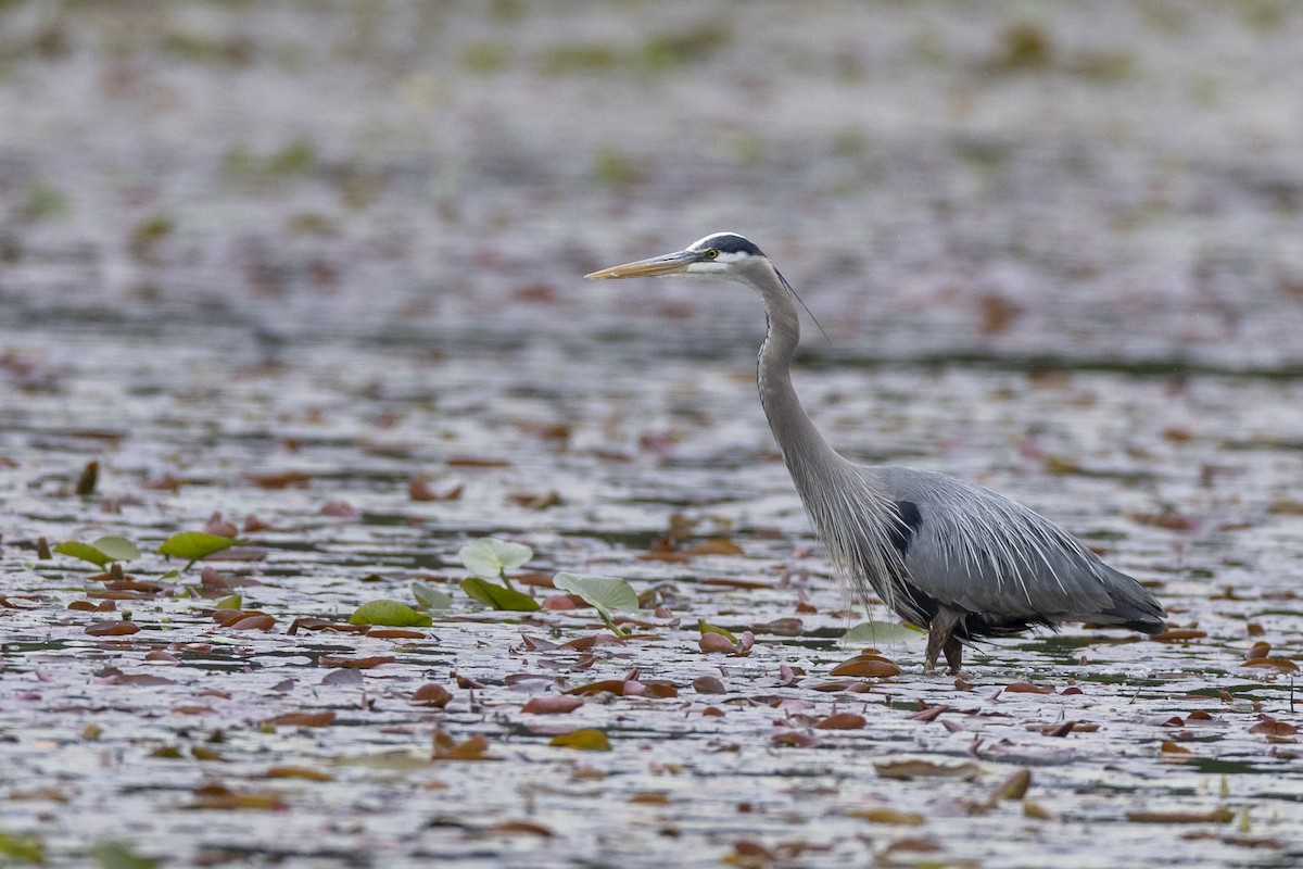 Great Blue Heron (Great Blue) - ML620716209