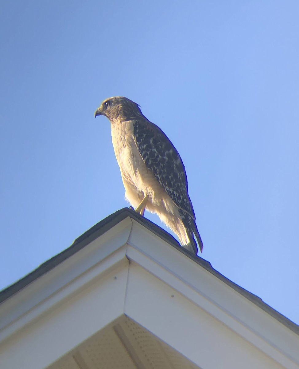 Red-shouldered Hawk - ML620716210