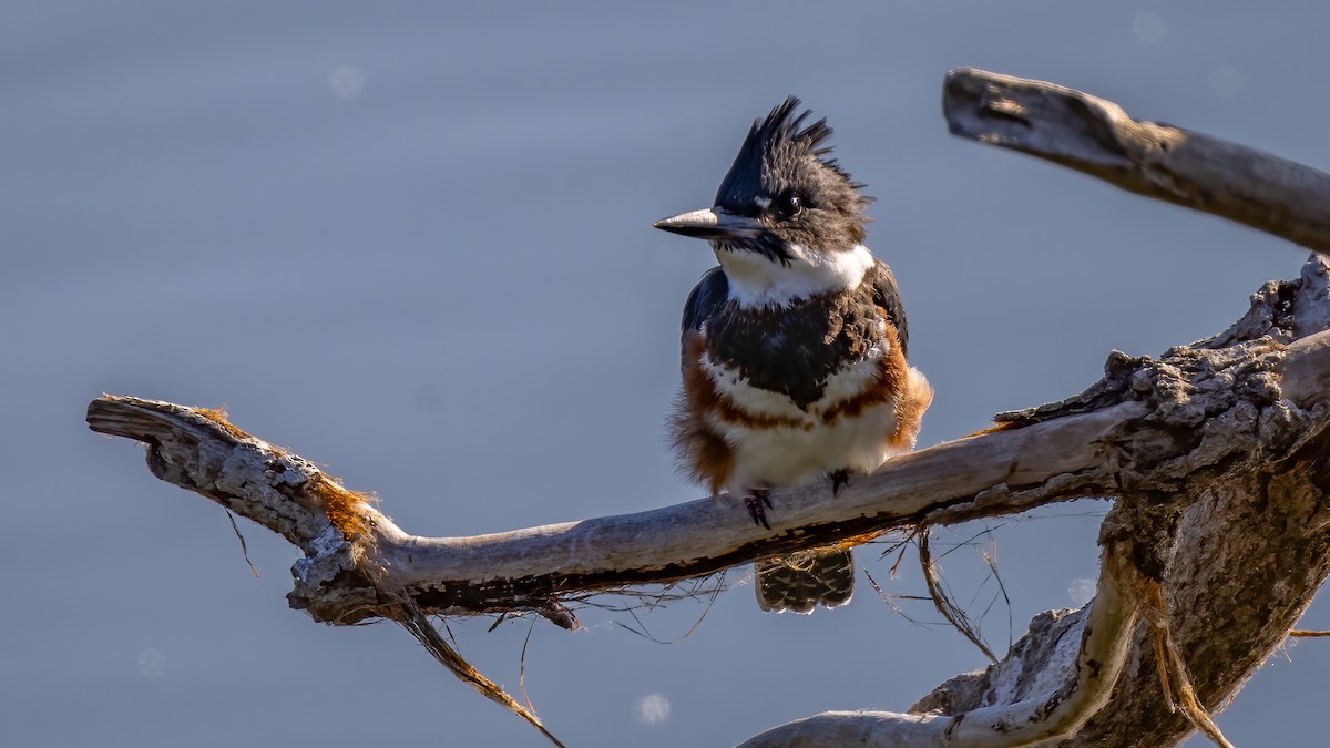 Belted Kingfisher - ML620716211