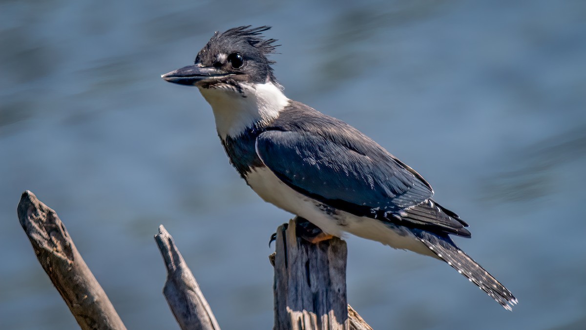 Belted Kingfisher - ML620716212