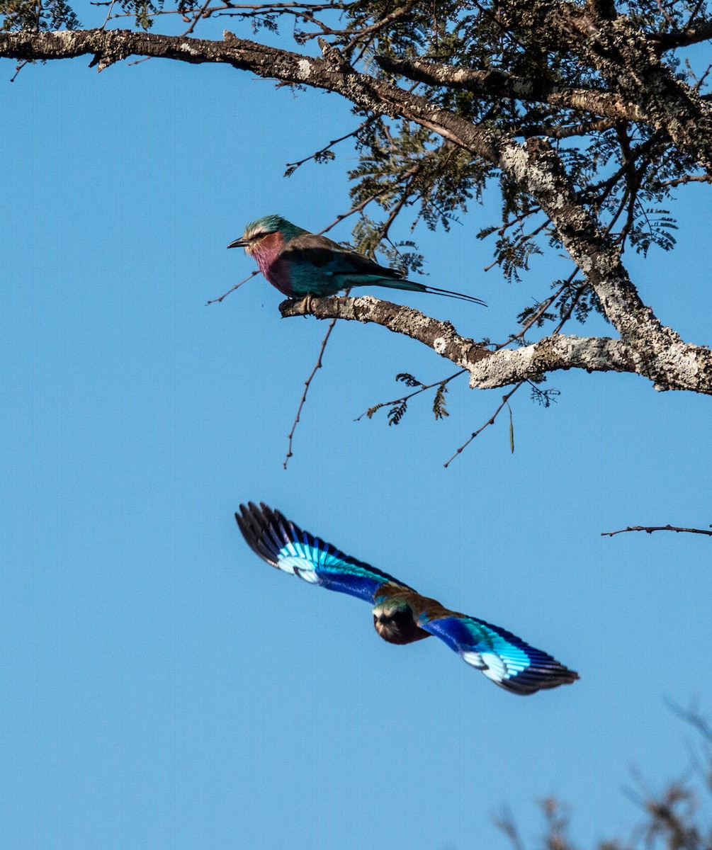 Lilac-breasted Roller - ML620716213