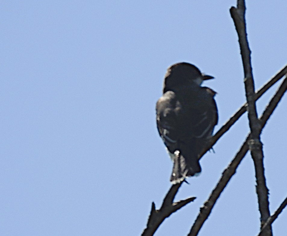 Eastern Kingbird - woody wheeler